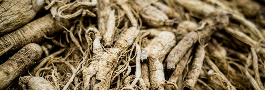 bienfaits prouves du ginseng